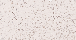 RANBP3 Antibody in Immunohistochemistry (Paraffin) (IHC (P))