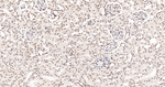 RANBP3 Antibody in Immunohistochemistry (Paraffin) (IHC (P))