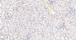 RANBP3 Antibody in Immunohistochemistry (Paraffin) (IHC (P))