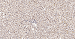 RANBP3 Antibody in Immunohistochemistry (Paraffin) (IHC (P))