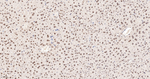 RANBP3 Antibody in Immunohistochemistry (Paraffin) (IHC (P))