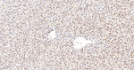 RANBP3 Antibody in Immunohistochemistry (Paraffin) (IHC (P))