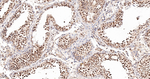 RANBP3 Antibody in Immunohistochemistry (Paraffin) (IHC (P))