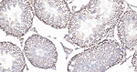RANBP3 Antibody in Immunohistochemistry (Paraffin) (IHC (P))