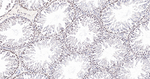 RANBP3 Antibody in Immunohistochemistry (Paraffin) (IHC (P))