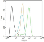 FADS1 Antibody in Flow Cytometry (Flow)