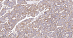 FADS1 Antibody in Immunohistochemistry (Paraffin) (IHC (P))