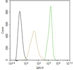 QKI Antibody in Flow Cytometry (Flow)