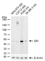 QKI Antibody in Western Blot (WB)
