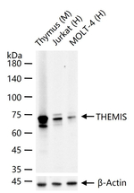 Themis Antibody in Western Blot (WB)