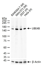 UBE4B Antibody in Western Blot (WB)