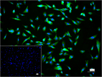 CARS Recombinant Rabbit Monoclonal Antibody (18F6)