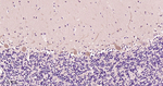 CARS Antibody in Immunohistochemistry (Paraffin) (IHC (P))