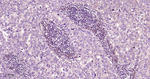 CARS Antibody in Immunohistochemistry (Paraffin) (IHC (P))
