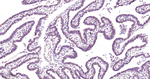 CARS Antibody in Immunohistochemistry (Paraffin) (IHC (P))