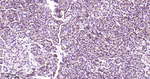 CARS Antibody in Immunohistochemistry (Paraffin) (IHC (P))