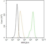 MRPL28 Antibody in Flow Cytometry (Flow)