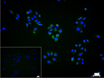 MRPL28 Antibody in Immunocytochemistry (ICC/IF)