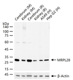 MRPL28 Antibody in Western Blot (WB)