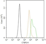 CtBP2 Antibody in Flow Cytometry (Flow)