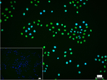 CtBP2 Recombinant Rabbit Monoclonal Antibody (9B7)