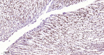 CtBP2 Antibody in Immunohistochemistry (Paraffin) (IHC (P))