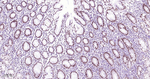 CtBP2 Antibody in Immunohistochemistry (Paraffin) (IHC (P))