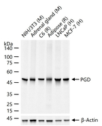 PGD Recombinant Rabbit Monoclonal Antibody (8G1)