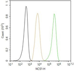 NCS1 Antibody in Flow Cytometry (Flow)