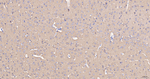 NCS1 Antibody in Immunohistochemistry (Paraffin) (IHC (P))