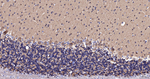 NCS1 Antibody in Immunohistochemistry (Paraffin) (IHC (P))