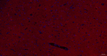 NCS1 Recombinant Rabbit Monoclonal Antibody (1G2)