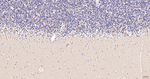 NCS1 Antibody in Immunohistochemistry (Paraffin) (IHC (P))