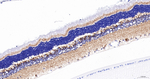 NCS1 Antibody in Immunohistochemistry (Paraffin) (IHC (P))