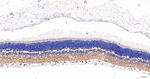 NCS1 Antibody in Immunohistochemistry (Paraffin) (IHC (P))