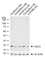 NCS1 Antibody in Western Blot (WB)