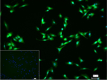 OLIG3 Antibody in Immunocytochemistry (ICC/IF)