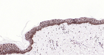 OLIG3 Antibody in Immunohistochemistry (Paraffin) (IHC (P))