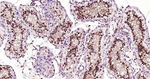 OLIG3 Antibody in Immunohistochemistry (Paraffin) (IHC (P))