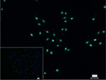 H3K28ac Antibody in Immunocytochemistry (ICC/IF)