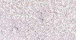 H3K28ac Antibody in Immunohistochemistry (Paraffin) (IHC (P))