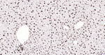 H3K28ac Antibody in Immunohistochemistry (Paraffin) (IHC (P))