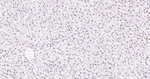 H3K28ac Antibody in Immunohistochemistry (Paraffin) (IHC (P))