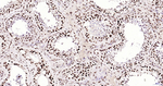 H3K28ac Antibody in Immunohistochemistry (Paraffin) (IHC (P))