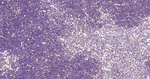 H3K28ac Antibody in Immunohistochemistry (Paraffin) (IHC (P))