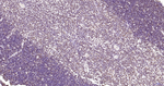 H3K28ac Antibody in Immunohistochemistry (Paraffin) (IHC (P))
