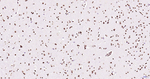 H3K28ac Antibody in Immunohistochemistry (Paraffin) (IHC (P))