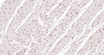 H3K28ac Antibody in Immunohistochemistry (Paraffin) (IHC (P))