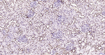 H3K28ac Antibody in Immunohistochemistry (Paraffin) (IHC (P))