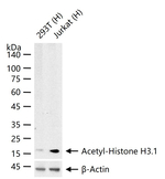 H3K28ac Antibody in Western Blot (WB)